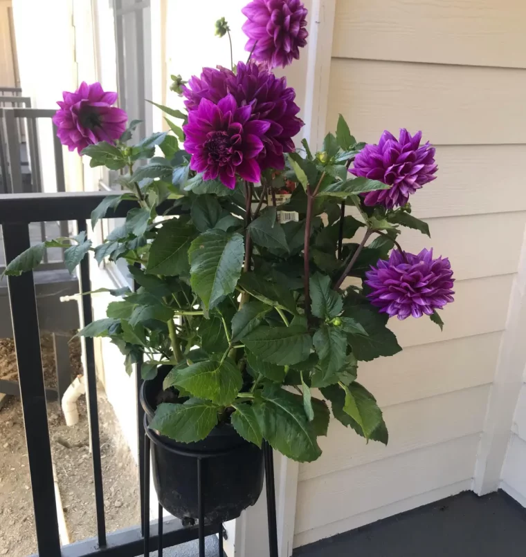 dahlia en pot floraison pot metal support fleurs violettes feuillage vert fonce