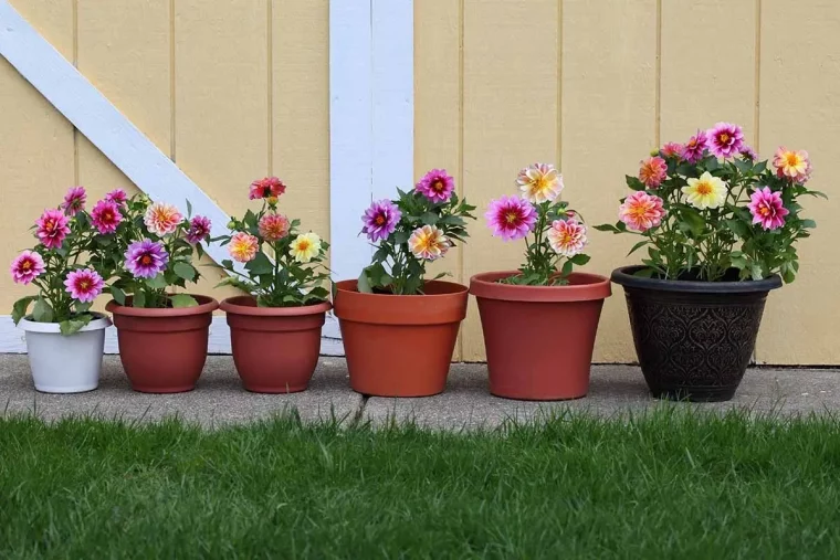 dahlia en pot quand planter conteneurs plastiques facade mur jaune gazon