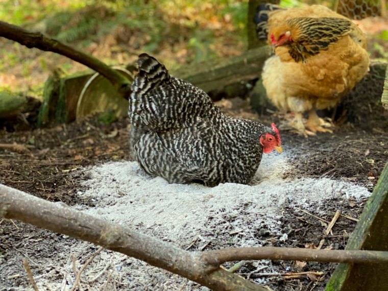 de la cendre dans le poulaiiler poules rousses et noires