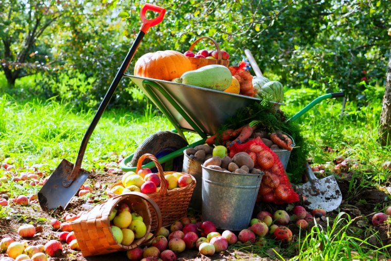 des fruits et des legumes une pelle