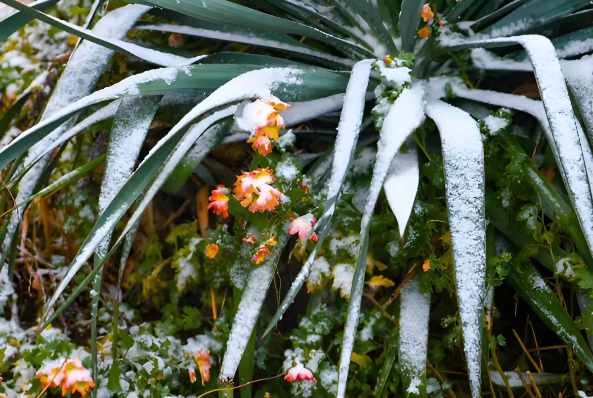 des plantes vertes et fleuries sous la neige et gelee