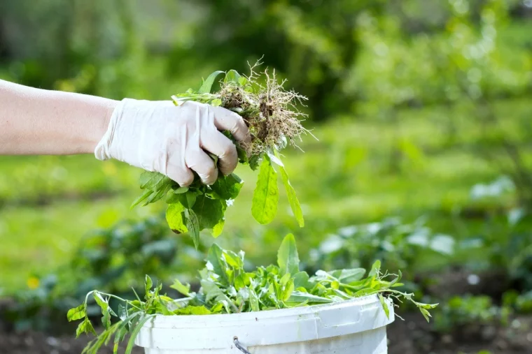 desherbage du jardin et du potager automne main gant feuilles vertes