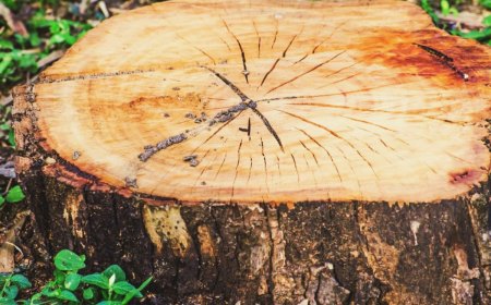 dessoucher un arbre guide pratique pour tuer racines arbre