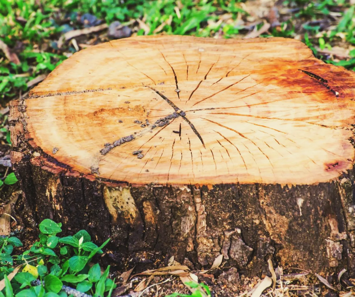 dessoucher un arbre guide pratique pour tuer racines arbre
