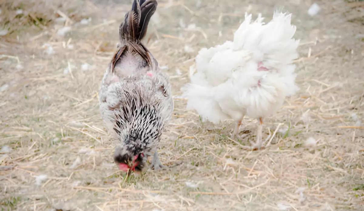 deux poules une de face et l autre de dos qui perdent leurs plumes avec des plumes blanches partout sur le sol