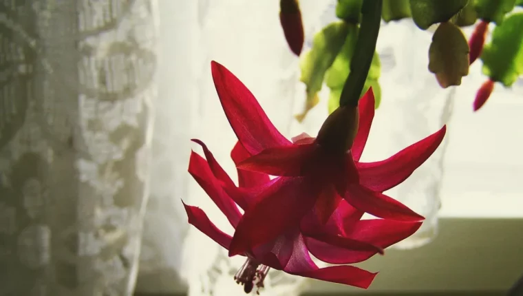 diminuer la lumiere entretien cactus de noel piece sombre