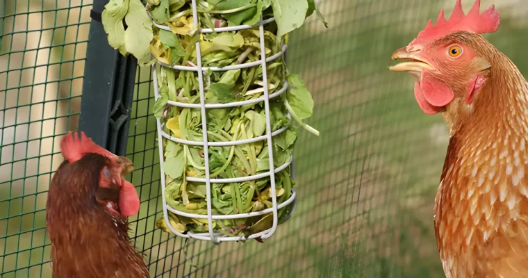 distributeur de restes verts en hauteur et deux poules autour sur fond d un grillage fin