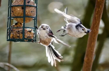 diy boule pour oiseaux maison suspension cage metal volailles