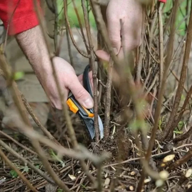 doit on couper les framboisiers à l'automne