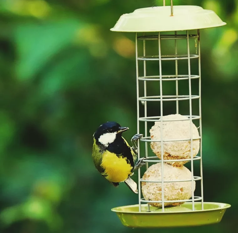 donner des boules de suif aux mesanges que donenr à manger aux oiseaux en hiver