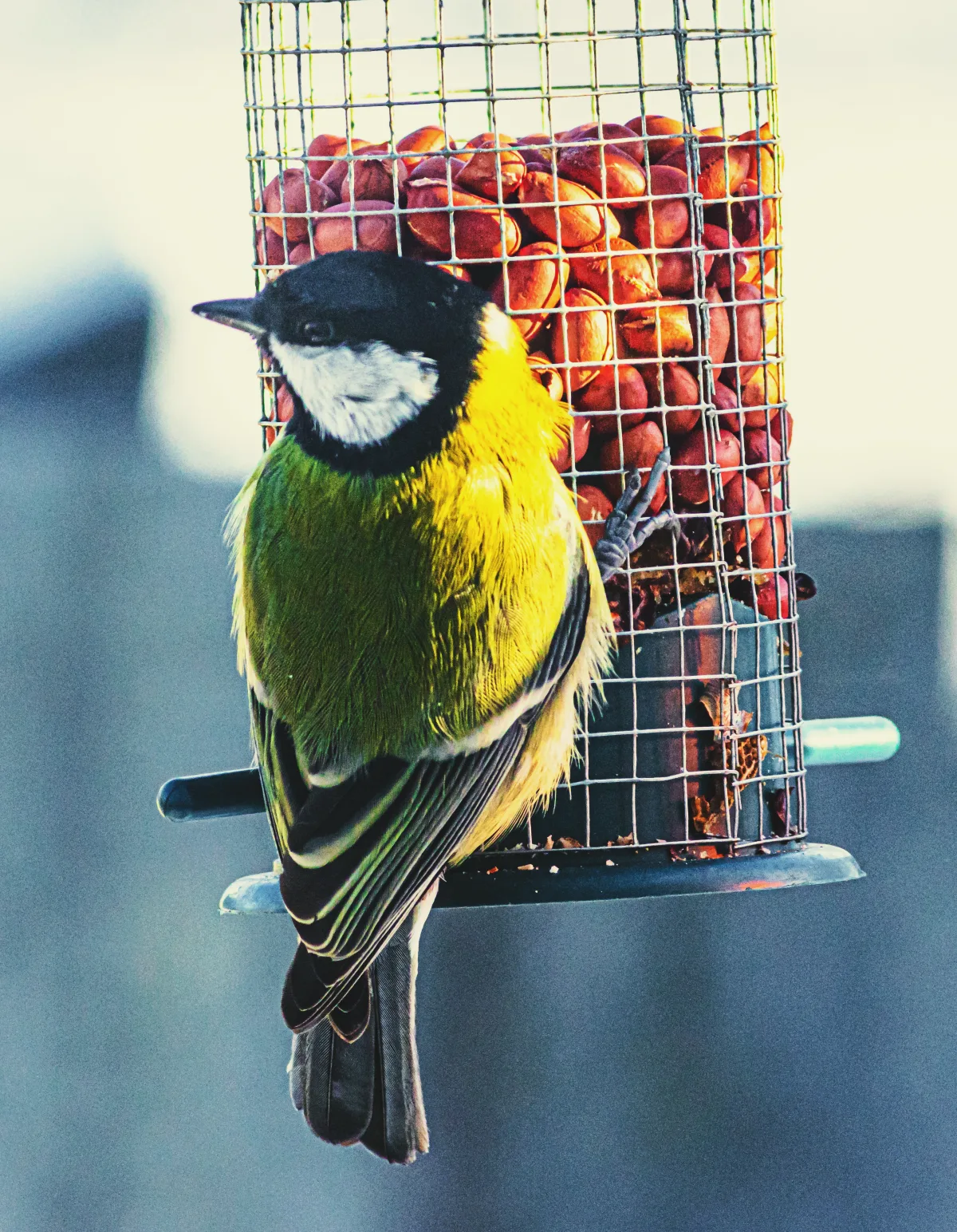 donner des cachuetes aux mesanges que mange un mesange guide pratique mangeoire oiseau