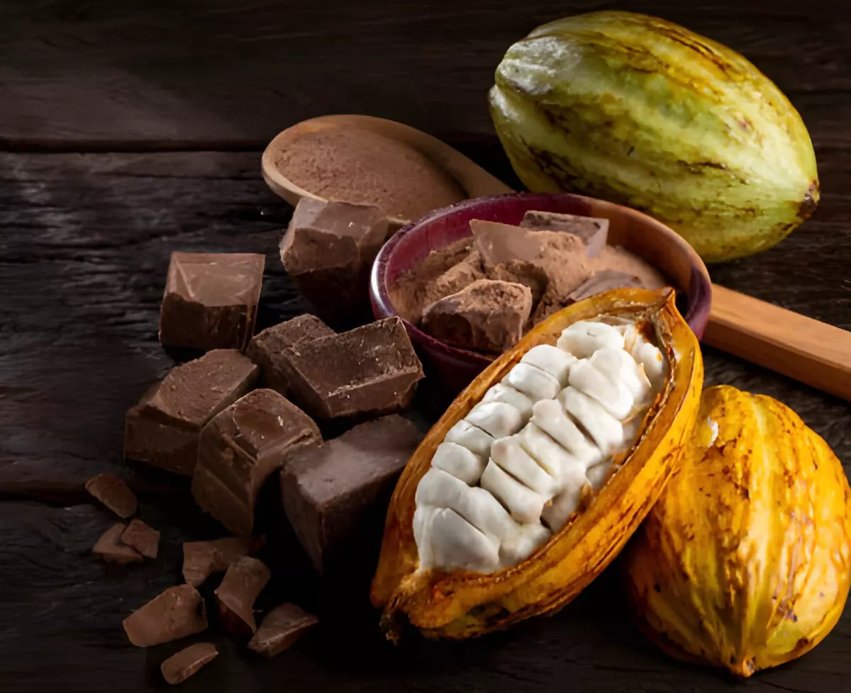 du chocolat et de la poudre de cacao a cote de baies de cacaoyer entier et ouvert avec les grains visibles