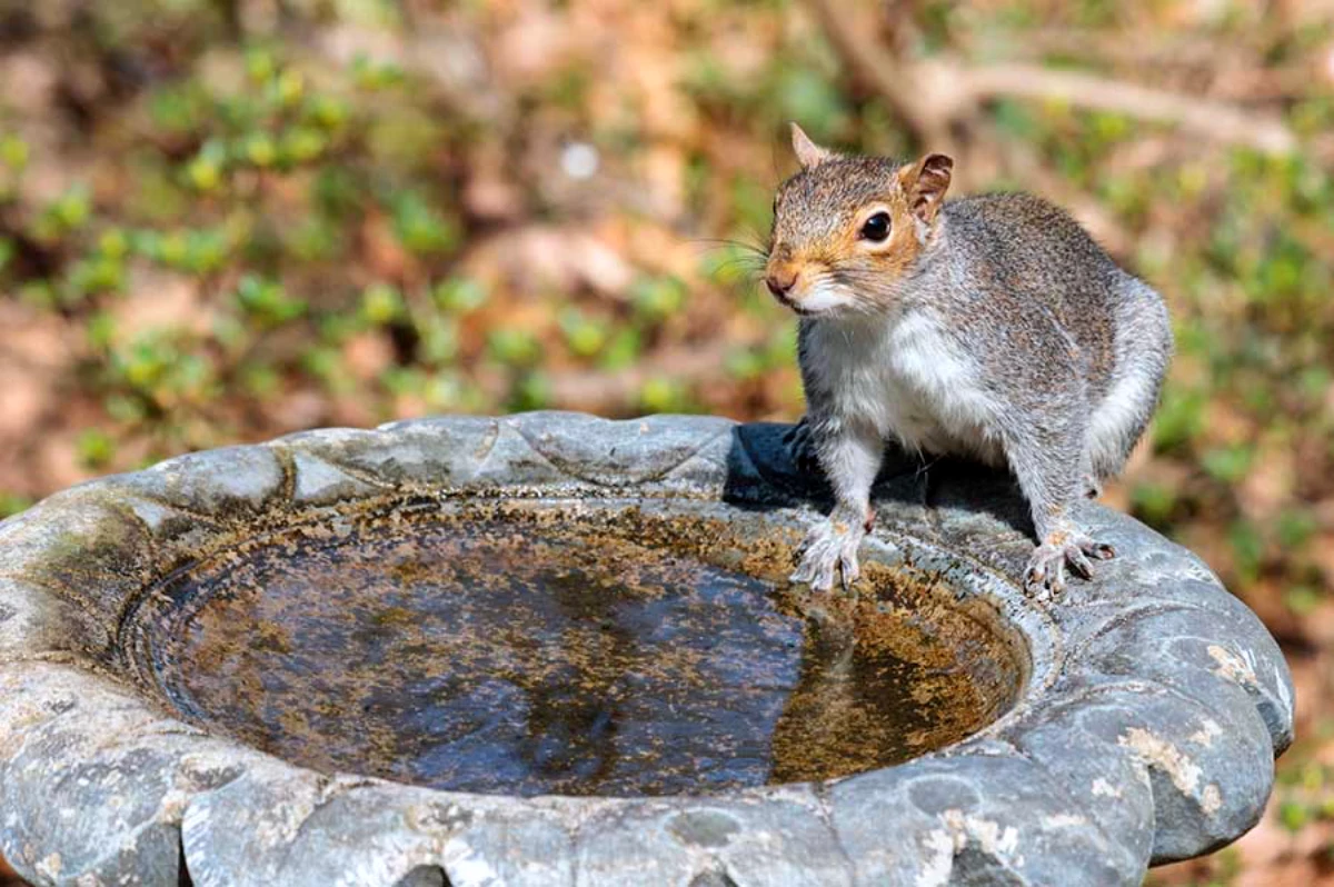 ecureuil qui boit de l eau jardin