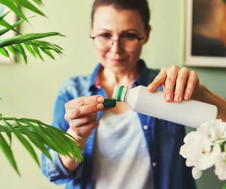 engrais pour cactus de noel comment fertiliser cette plante d intérieur