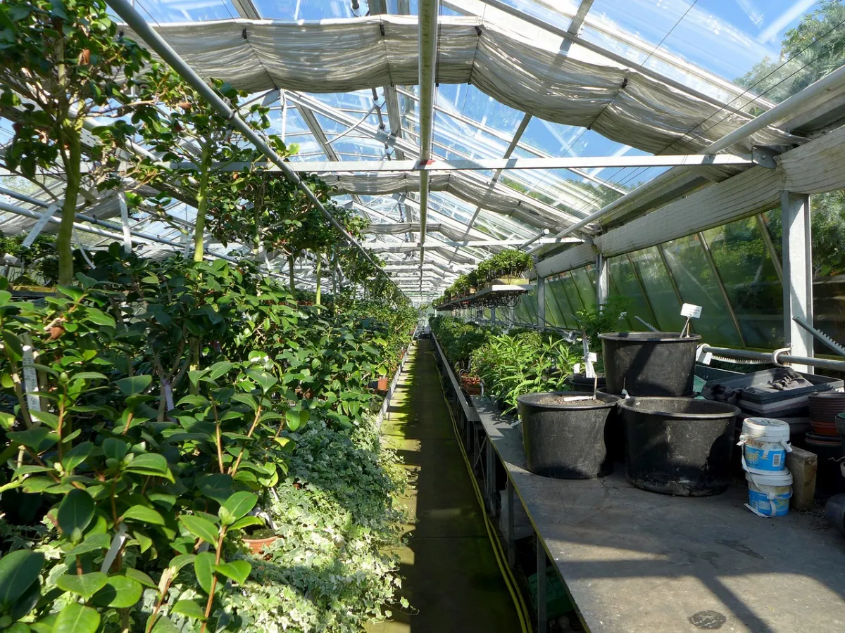 entretien plantes hiver sous serre hivernage toit protection ecran