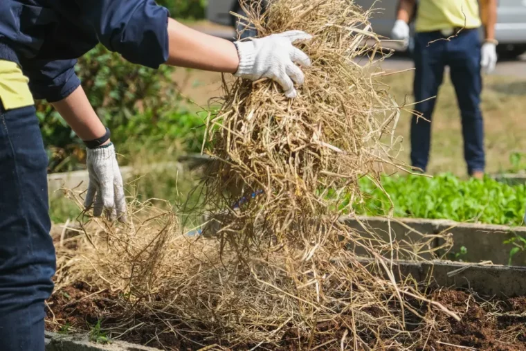 est ce que la paille peut proteger les plantes du froid