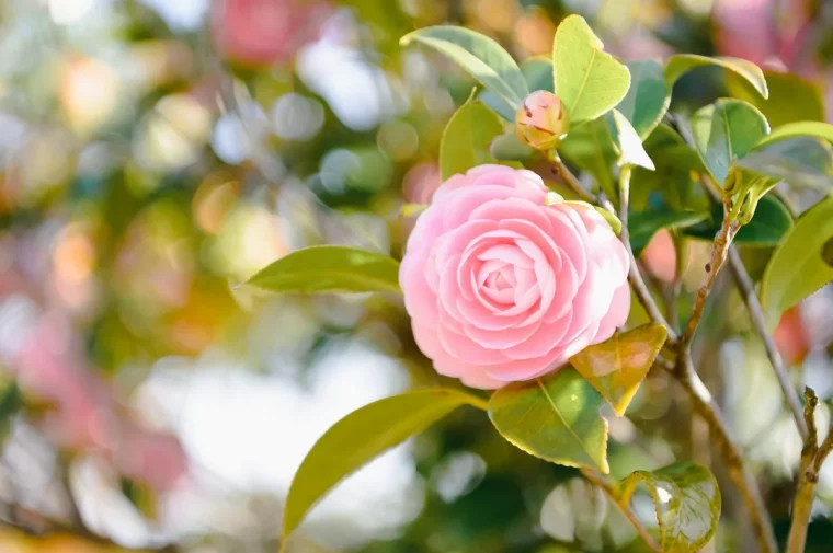 est ce que le camelia fleurit en hiver guide complet