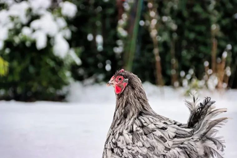 est ce que les poules hibernent race plumage blanc et noir