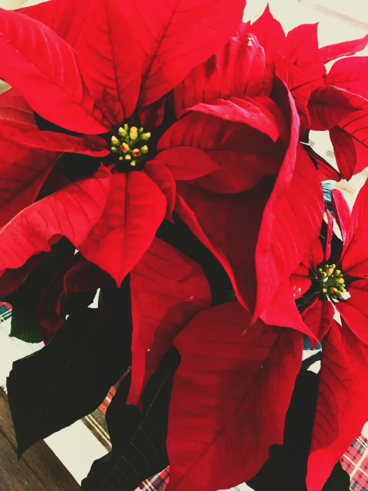 etoile de noel exemple de plante verte avec des fleurs rouges pour fetes de fin d année