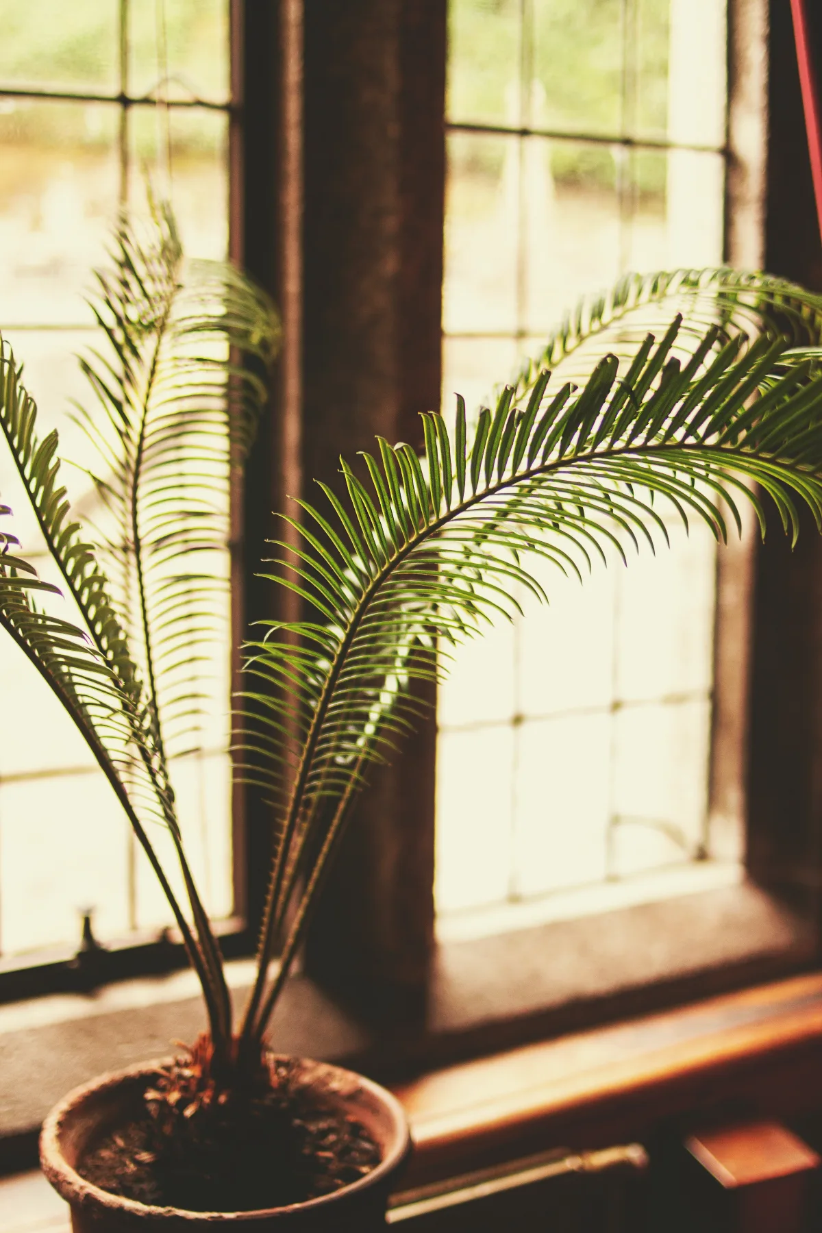 exemple de plante anti humidité maison les variétés de palmier en pot