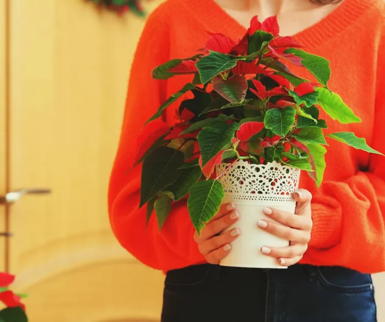 étoile de noel comment faire fleurir une plante de noel poinsettia