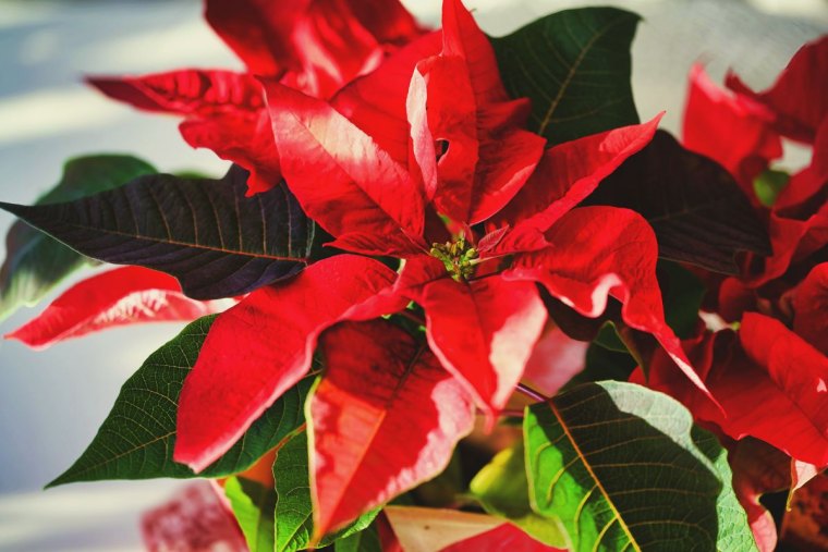 étoile de noel poinsettia plante fleur rouge et verte qui fleurit en hiver