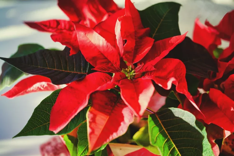 étoile de noel poinsettia plante fleur rouge et verte qui fleurit en hiver