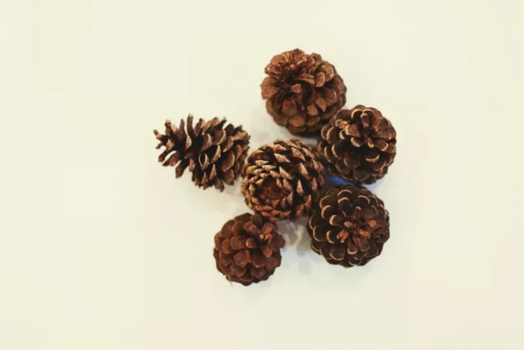 faire des ornements de noel avec des pommes de pin deco a faire soi meme