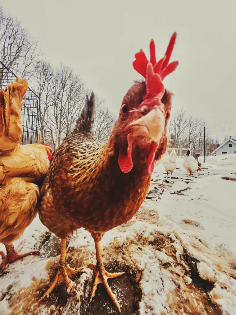 faire pondre les poules astuces et idées originales ponte réussie en hiver