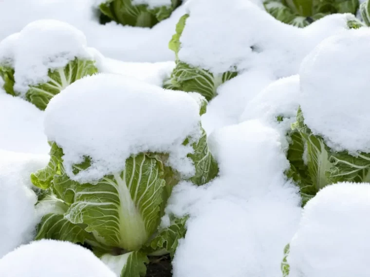 faut il proteger les choux de la neige