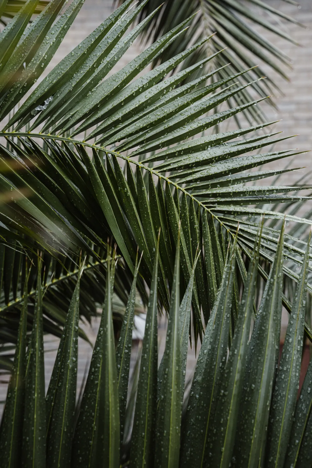 feuilles du palmiers qui jaunissent que faire