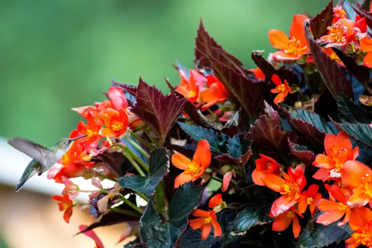 feuilles foncees begonia variete fleurs rouges floraison jardin