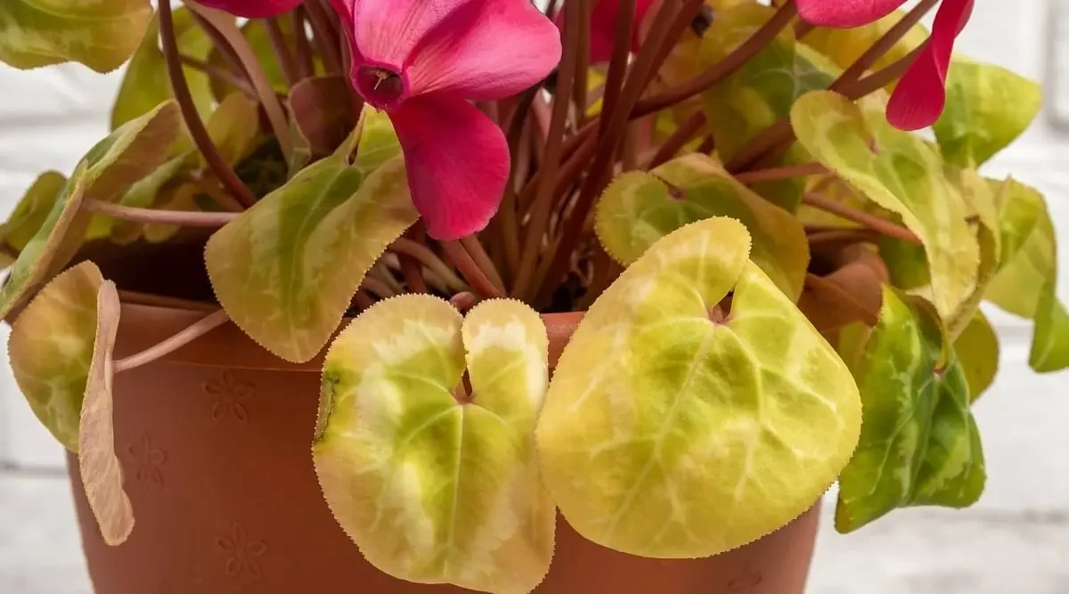 feuilles jaunes petales roses cyclamen d interieur pot plastique