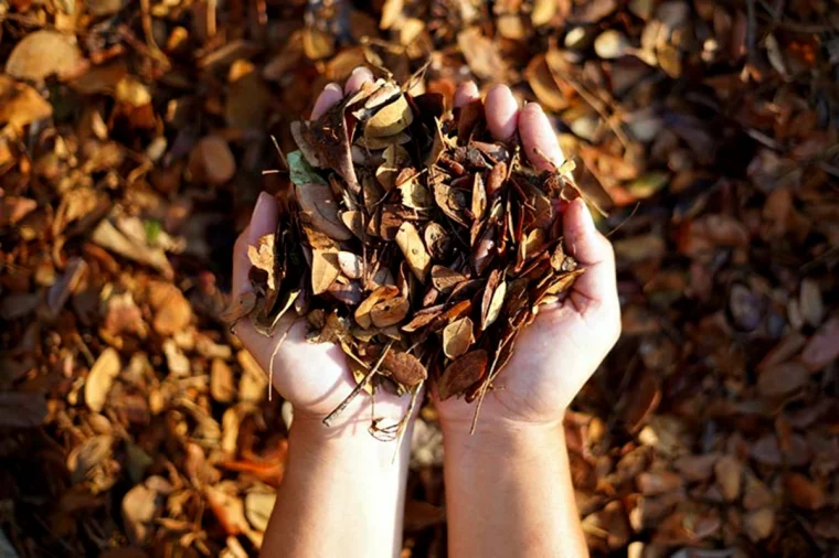 feuilles mortes paillage pour la clematite