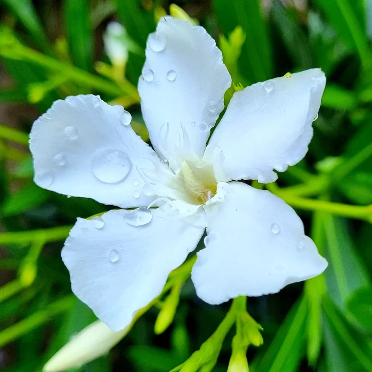 fleur blanche feuilles verte taille du lurier rose apres l hiver