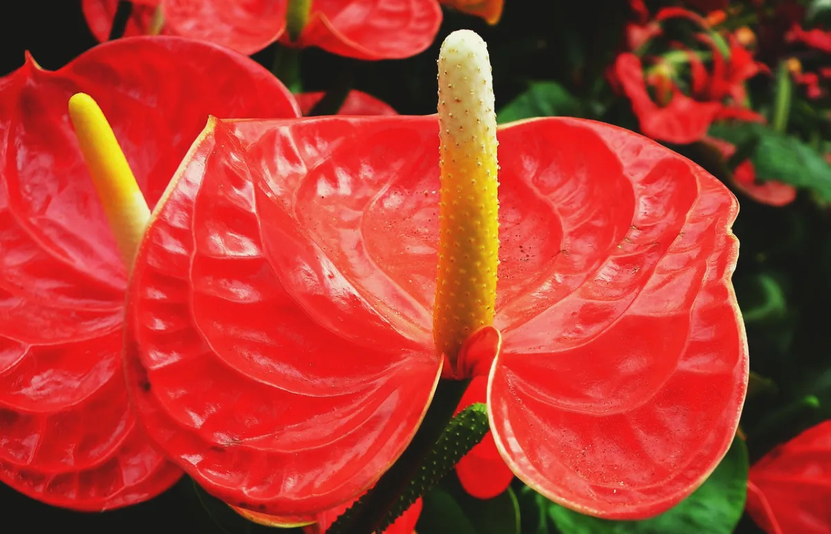 fleur d amthurium comment stimuler la floraison des plantes d intérieur
