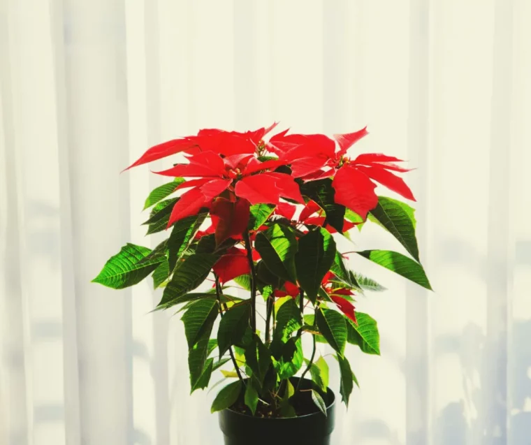 fleur de noel rouge comment faire refleurir un poinsettia astuces de grand mere