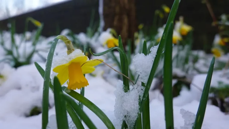 fleurs jaunes neige feuilles vert tiges longues jardin arbre ciel gris