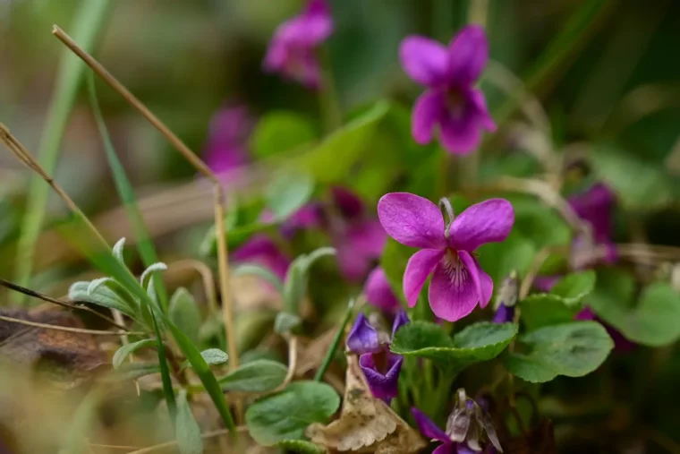 fleurs rose violet plantes jardin floraison hiver feuilles vertes