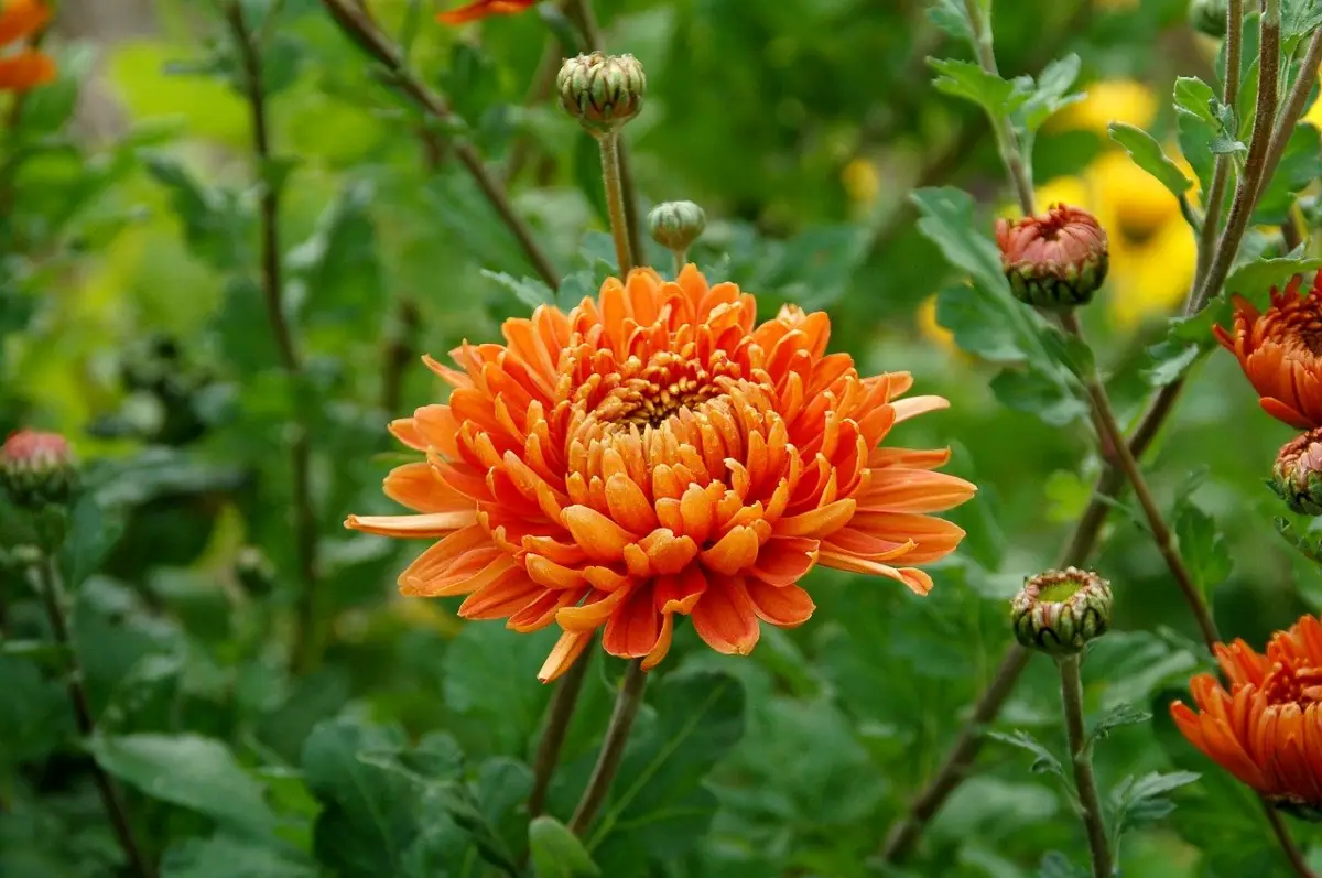floraison chrysantheme variete fleur orange bourgeons feuillage vert