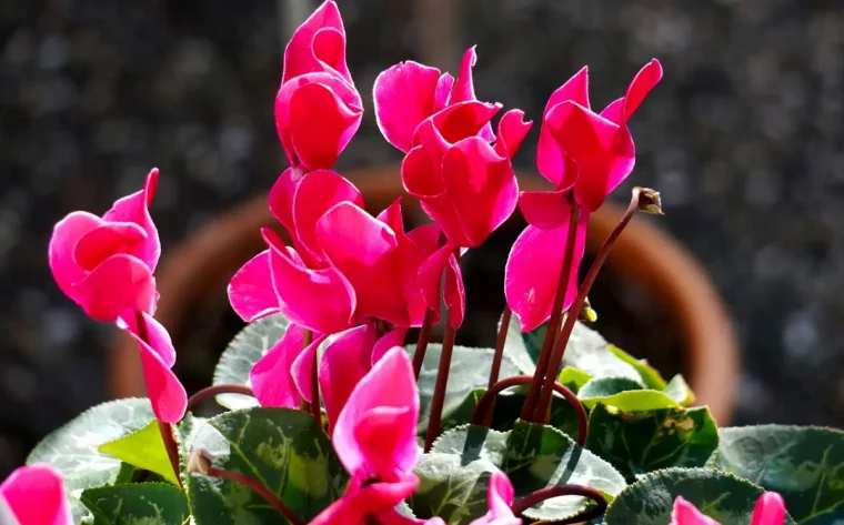 floraison cyclamen fuchsia couleur petales pot terre cuite tiges longues