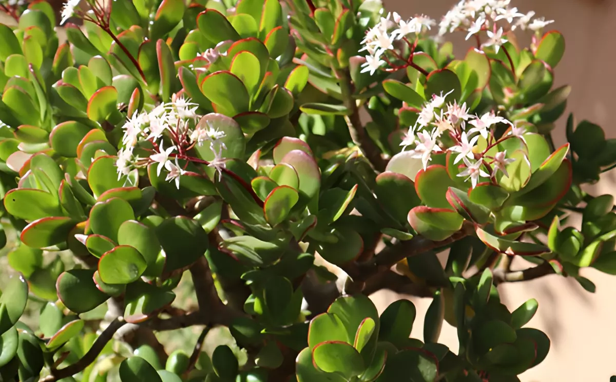 floraison d un arbre de jade avec des fleurs blanches