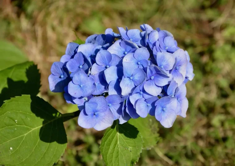 floraison fleurs bleues hydrangea feuillage vert jardin soleil