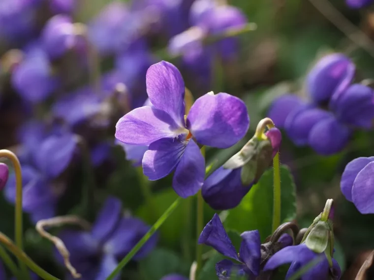 floraison plante fleurie petales violettes soleil jardin tiges vertes