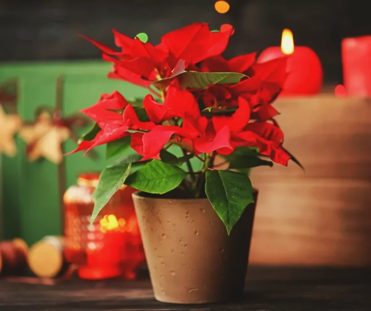 floraison poinsettia astuces de grand mere pour la fleurir à temps pour noel