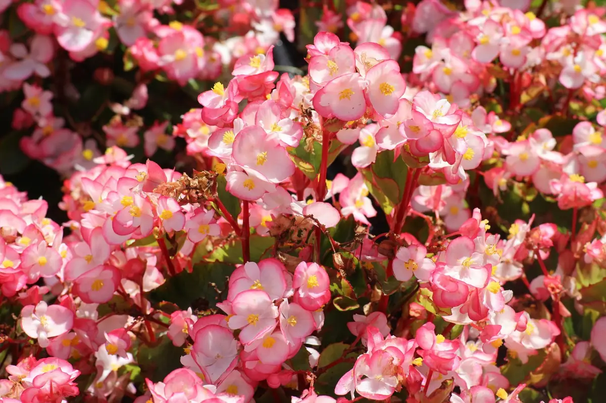 floraisons plante petales roses variete begonie exterieur soleil exposition