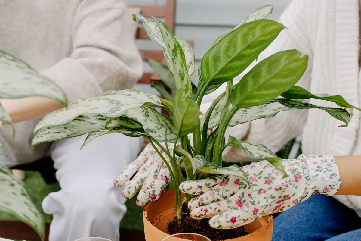 gants jardinage pot terre cuite aglaonema feuillage panache vert et blanc