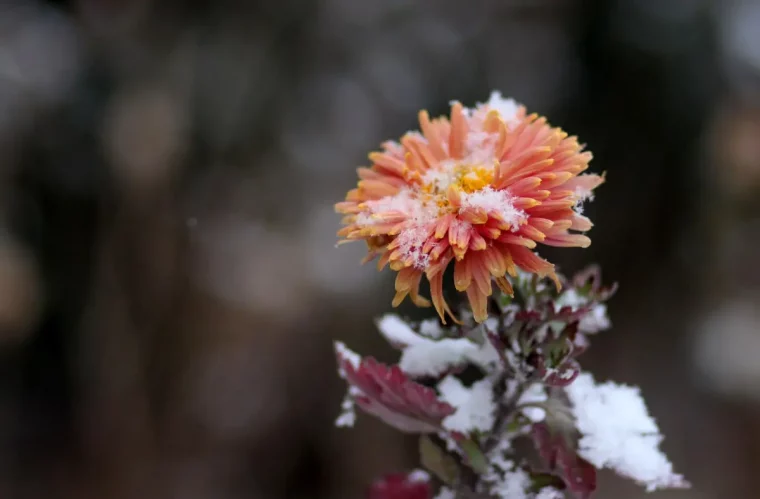 gel neige chrysanteme tiges feuillages couleur violet petales orange