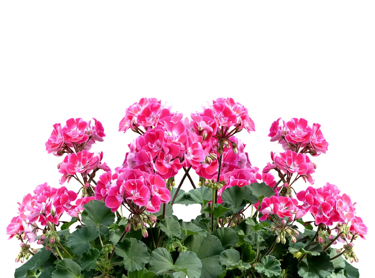 geranium avec des fleurs roses sur fond blanc