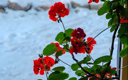 geranium avec des fleurs rouges devant une fenetre sur fond de neige